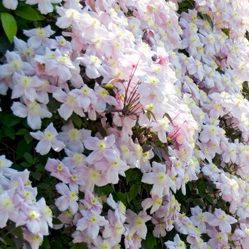 Clematis roze